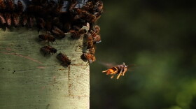 A yellow-legged hornet stalks honeybees at an apiary on Hilton Head Island. The invasive species of hornet from Asia emerged in South Carolina two years ago and is quickly spreading across the Lowcountry. There have even been sightings in York County. Aug. 11, 2026.