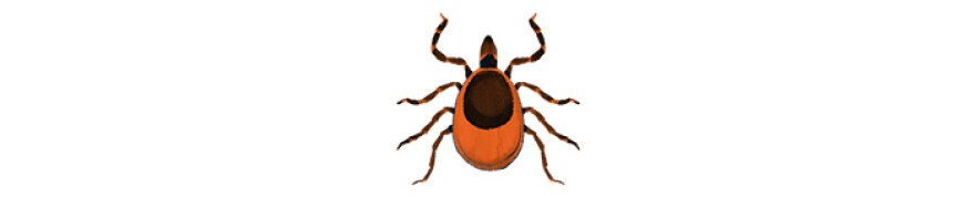 A tick | Illustration by Cornelia Li for NPR