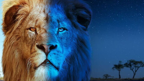 Big Cats 24/7
