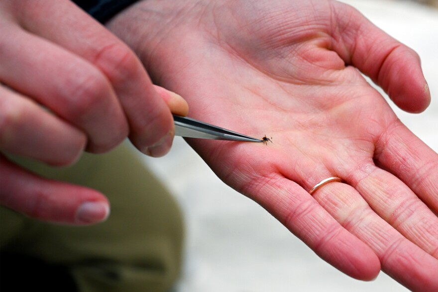 Jamie L Cantoni, agricultural research technician and field technician for the active tick surveillance program holds a tick in her hand with a pair of tweezers after succesfully catching one in Old Lyme, 窪蹋勛圖厙 on April 16th, 2025.