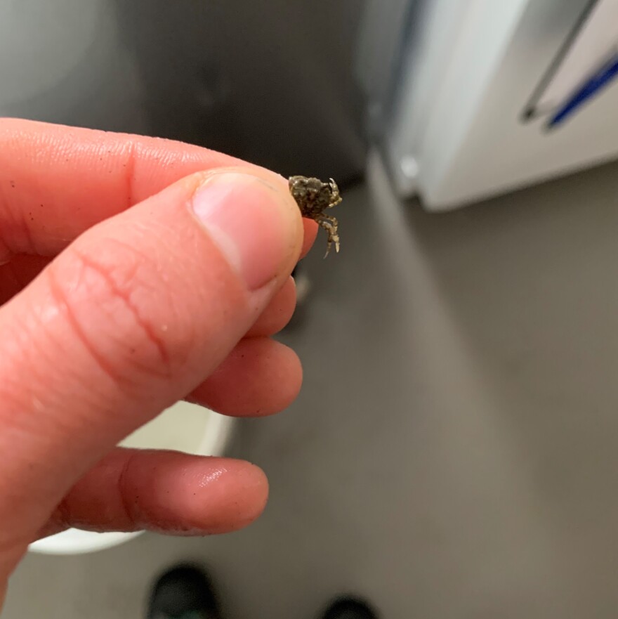 A tiny young-of-year crab hand-caught near the Tsoo-Yess River on May 3, 2021.