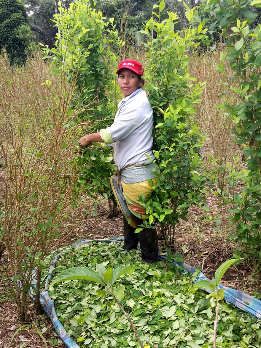 Janeth Cuaran picks coca leaves in her 2-acre field in southern Colombia. Most coca growers sell their crops to FARC guerrillas.