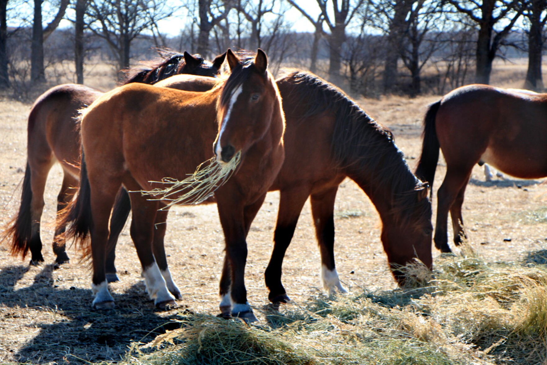 The Wild Horses Of The Flint Hills KMUW
