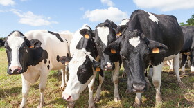 Dairy cows graze in a field.