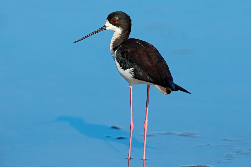 Ae‘o (Hawaiian stilt)