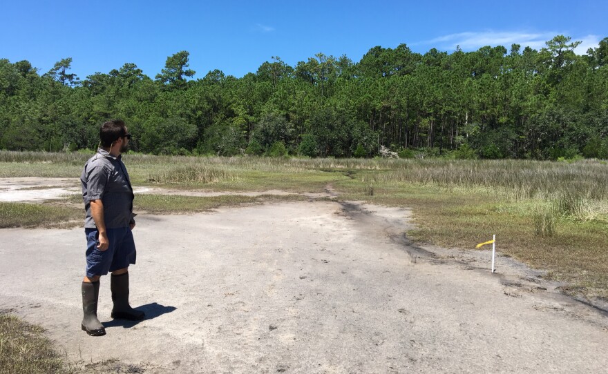 Dr. Tom O'Halloran looks out from the salt marsh to his team's research plot on the Hobcaw Barony.