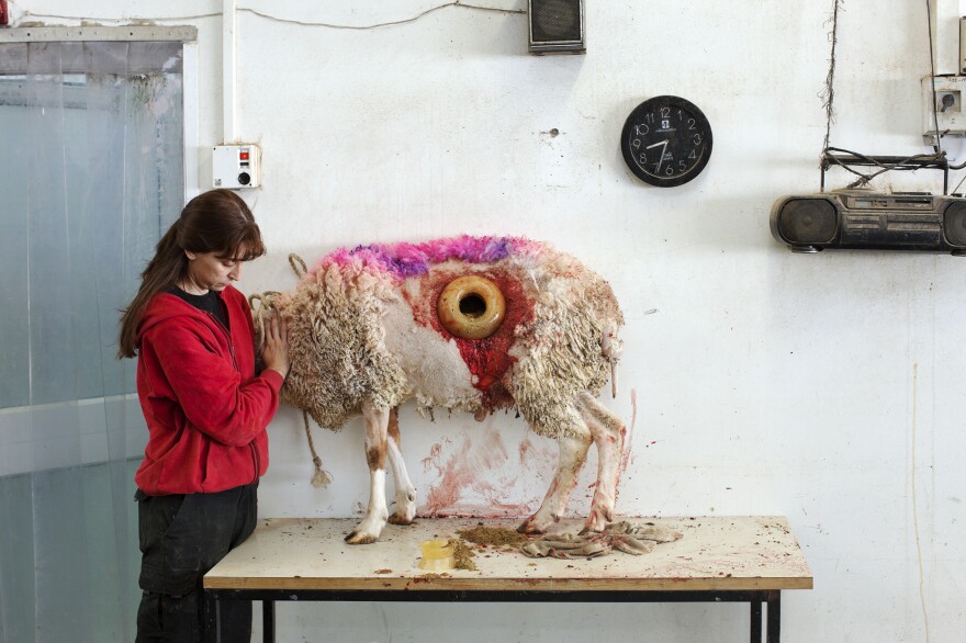 This untitled image by artist Martin Kollar, depicting a sheep with a hole in its stomach, is part of This Place, a photography exhibit now showing at the Tel Aviv Museum of Art.