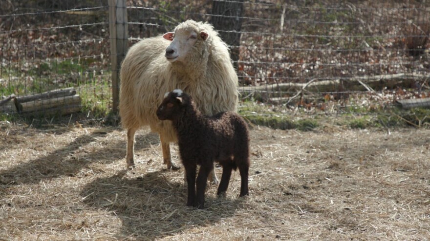 Navajo Churros Arizon and Cadbury on Bayberry Knoll Farm in Foster