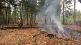 A prescribed burn demo at the Blodgett Research Forest on Nov. 19, 2021.