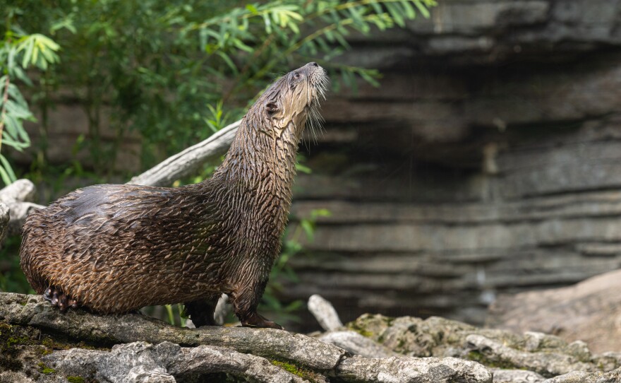 Cedrick can be seen at the Buffalo Zoo over the next coming weeks in rotation with the Zoo's two female otters, Mindy and Poppy.