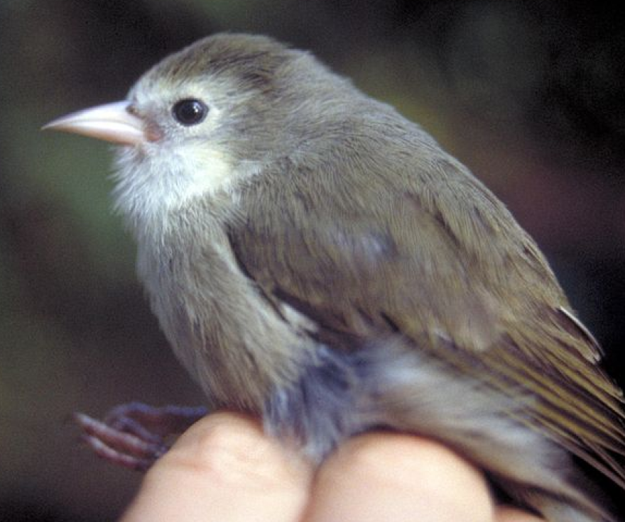 A small 'akikiki bird sits rests on a hand. It is a small, poofy bird with gray and white feathers, a black eye, and thin pointy white beak