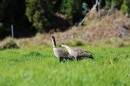 Two nēnē at the Hakalau Forest National Wildlife Refuge on Hawaiʻi Island.