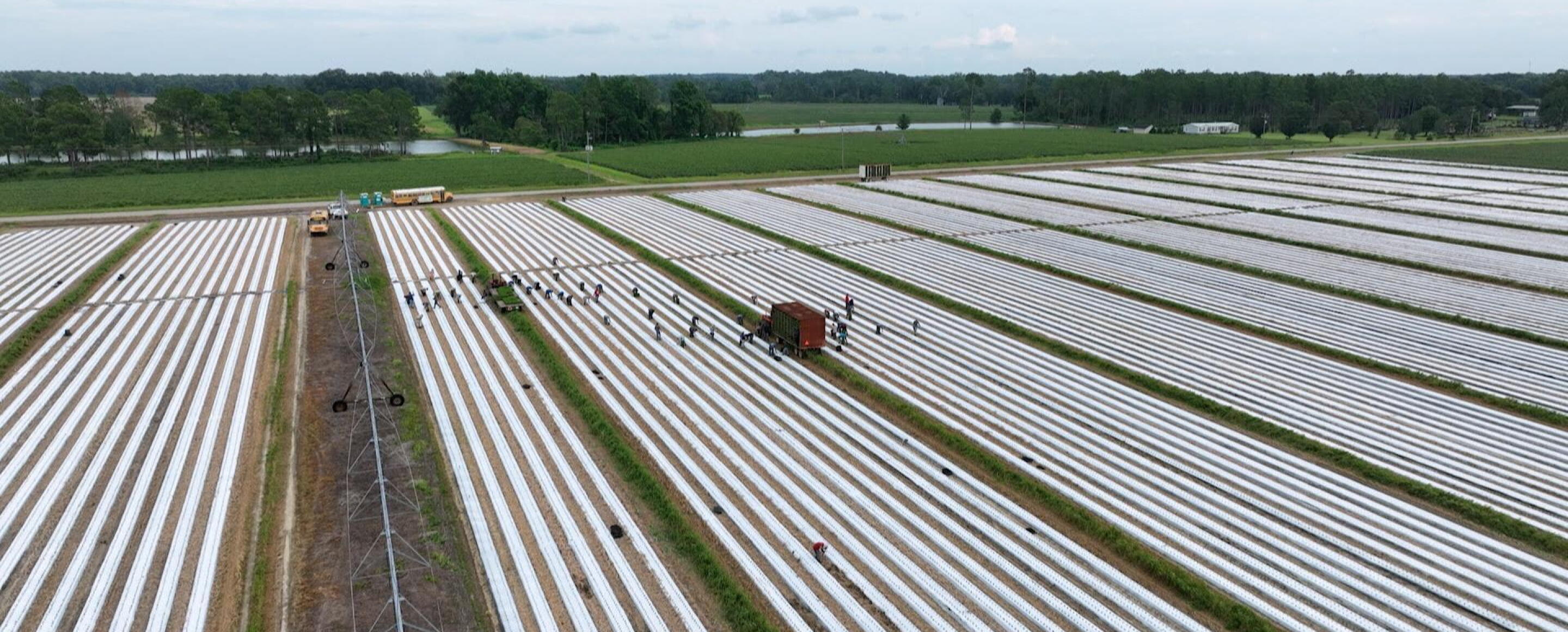 Georgia Diversified Farming | Connecticut Public