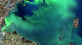 The harmful algal bloom in 2017 was an 8.0 on the severity index, compared to this year's prediction of 7.5.