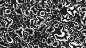 dew photogram