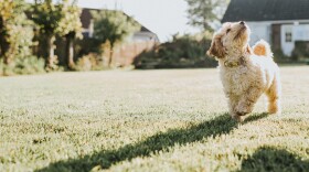 Young 12 week old sandy colored cockapoo puppy looks up as he walks across a garden in low sun. (Getty Images)