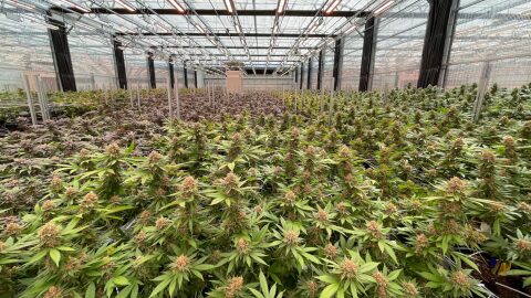 When Missouri voters legalized adult-use marijuana in 2022, they approved using revenue from sales tax and fees — after operating expenses – to be divided evenly between three funds: for the state public defenders office, the Missouri Veterans Commission and the drug treatment programs through the Missouri Department of Health and Senior Services.