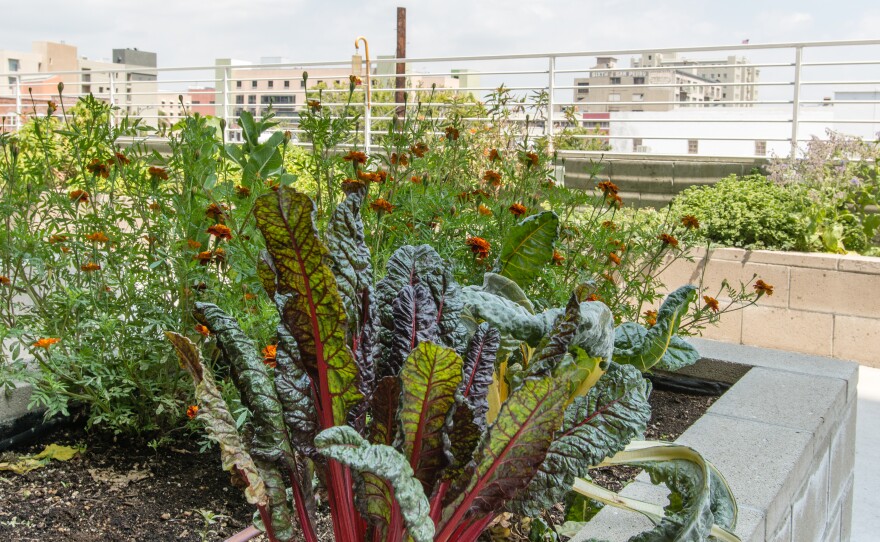 Star Apartments residents can plant vegetables in a community garden overlooking Skid Row. 