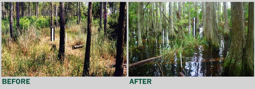 The image on the left shows Cypress Creek Wellfield in September of 1999: low or absent water levels, treefall and upland vegetation. The image on the right was taken September of 2010: wetlands vegetation re-established after water levels return.