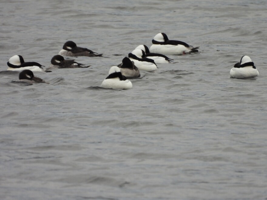 A group of bufflehead ducks near Grand Portage, MN