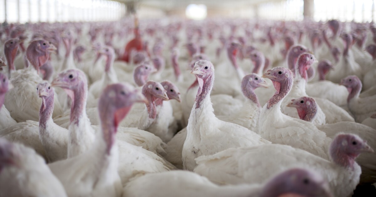 Avian flu takes a toll on Utah turkey farms