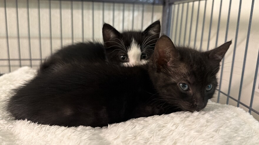 Junior and Minnie rest in their cage inside Sherri Ann Johnston's room.