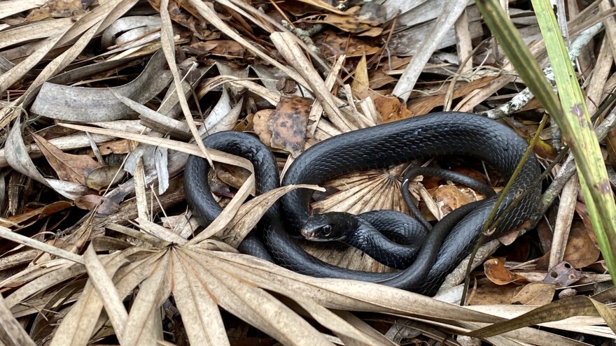 A photo of a black Eastern racer snak in the Suwannee River section of the Florida Trail,, taken January 2023,