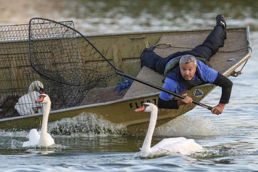 For the annual checkup, swans are scooped up in a net by a parks and recreation staffer in a boat on Lakeland's Lake Morton.