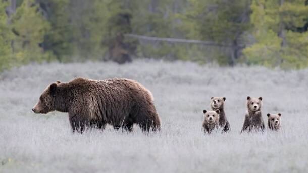 A big grizzly bears walks through snowy sagebrush as four little cubs look at the camera.