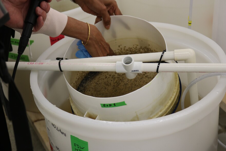 Scientists at Morgan State University's laboratory have lined up four five-gallon plastic buckets among the larger vats in a basement hatchery with lines pumping oxygen into the water. Thousands of tiny oyster larvae float free in two of the buckets.