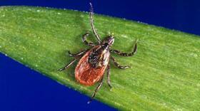 Black legged tick