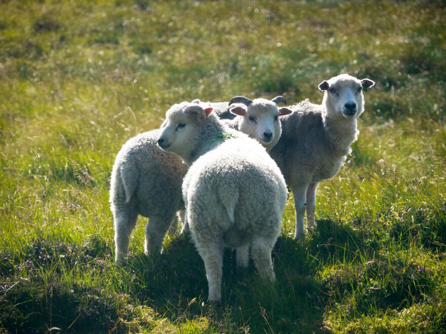 Sheep in the Shetland Islands (human population: 22,000) outnumber people by about 20 to 1.