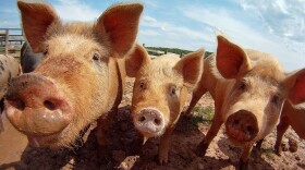 According to the Oklahoma Department of Agriculture, the state is ranked ninth in the nation for hog production, with more than 2 million pigs.