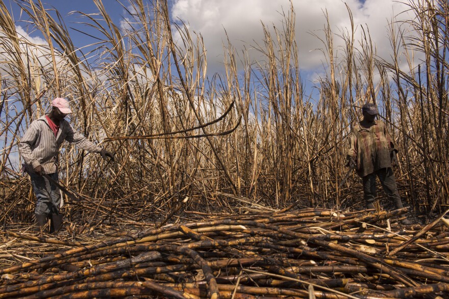 Luis Jacque and Nene Benua of Batey Bembe work side by side in the cane fields near Conseulo. Both arrived in the Dominican Republic from Haiti as teenagers, and have cut cane for the past three decades.