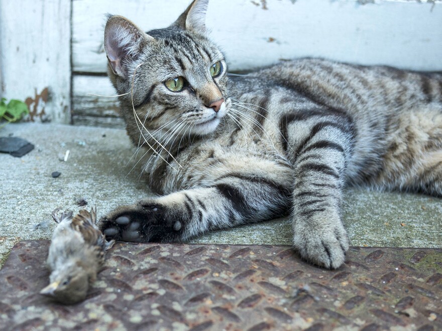 Cats who roam outdoors tend to stick close to home, having a big impact on local wildlife.