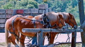 Two horses taking a break from pulling a wagon full of apples from the groves to the cider house in Oak Glen, CA.