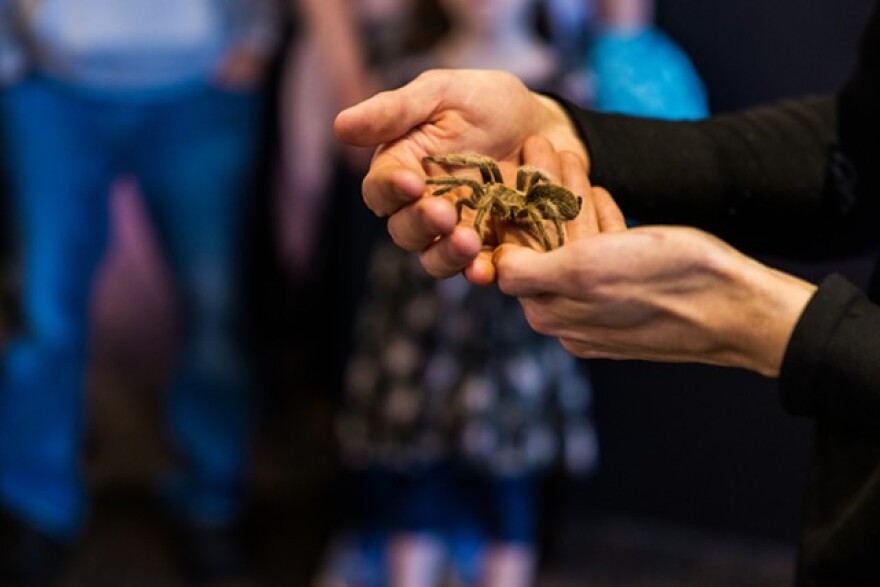 Brandon Soto of Little Ray's Nature Center shows Fluffy the golden knee tarantula to an audience at RMSC.