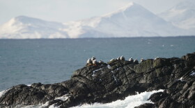 Emperor geese on Shemya Island, with Agattu Island in the background.