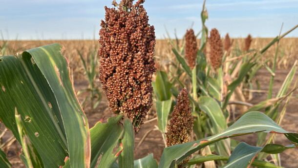 Sorghum grows in a field outside Lubbock, Texas.