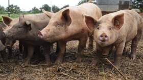 Pigs on a farm. (Matt Kelley/AP)
