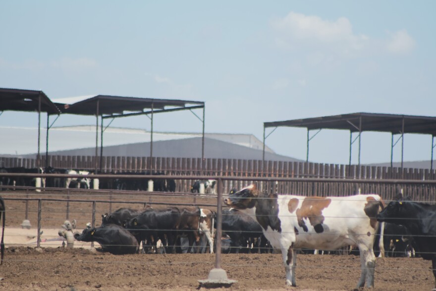 Cattle move toward the shade on a hot day at a dairy in Meade County Kansas.