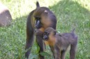 Baby River (right) with her mother Kofola (left.