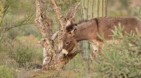 Wild Burro HERO