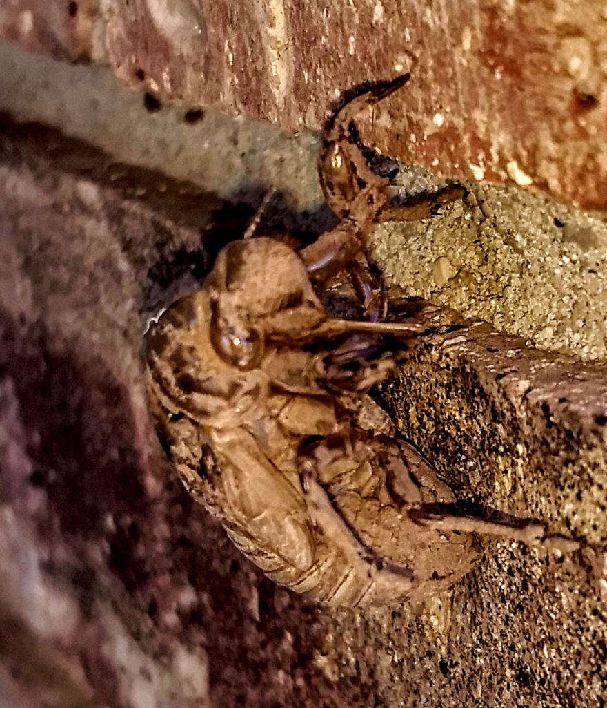 Cicada Exoskeleton 