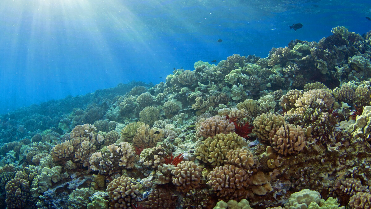 $2M insurance policy in effect for Hawaiʻi coral reefs in time for hurricane season - Vimarsana News