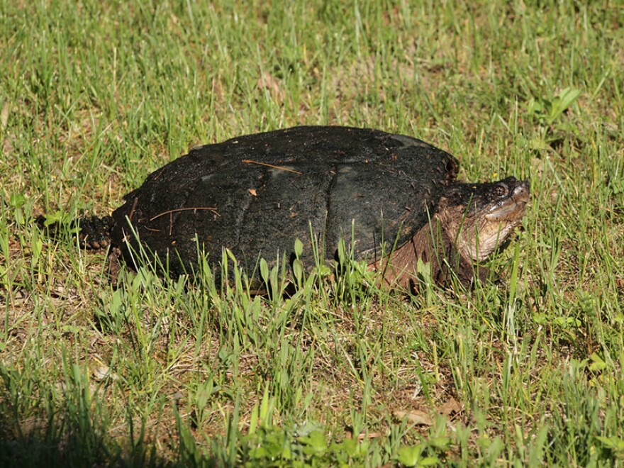 A Common Snapping Turtle.