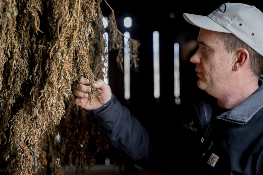 Director of Global Production, Brian Furnish, inspects hemp plants that have been hung to dry at Ananda Hemp in Cynthiana, Ky., Thursday, Jan 24, 2019.