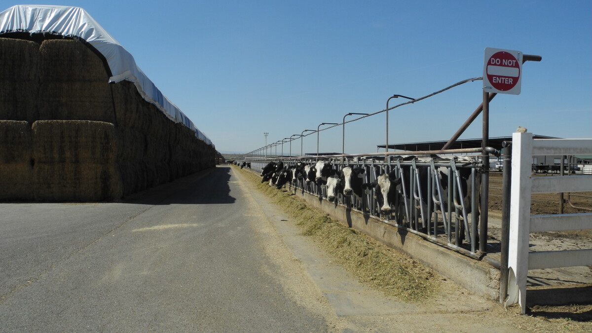Bird flu confirmed in Idaho dairy cows - Vimarsana News