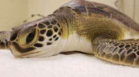 The turtle was released at Melbourne Beach. Photo: Sea Turtle Healing Center