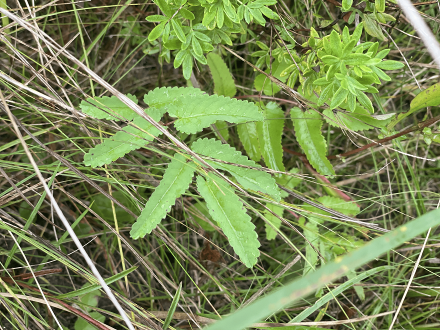 Sanguisorba canadensis (Canada burnet)